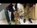 Dog Restores Eyesight, Gets Excited