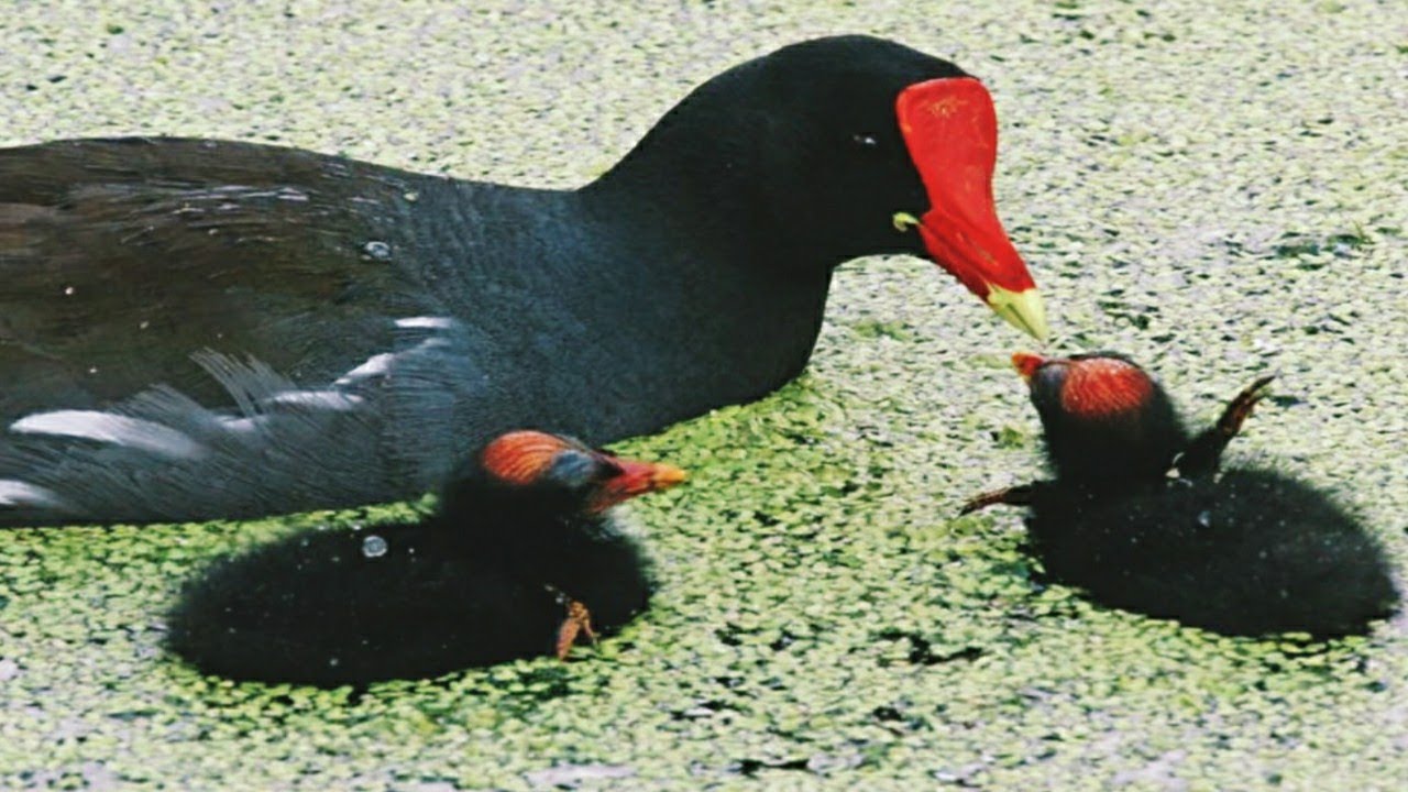 Moorhen bird feeding their hungry babies bird with chicks YouTube