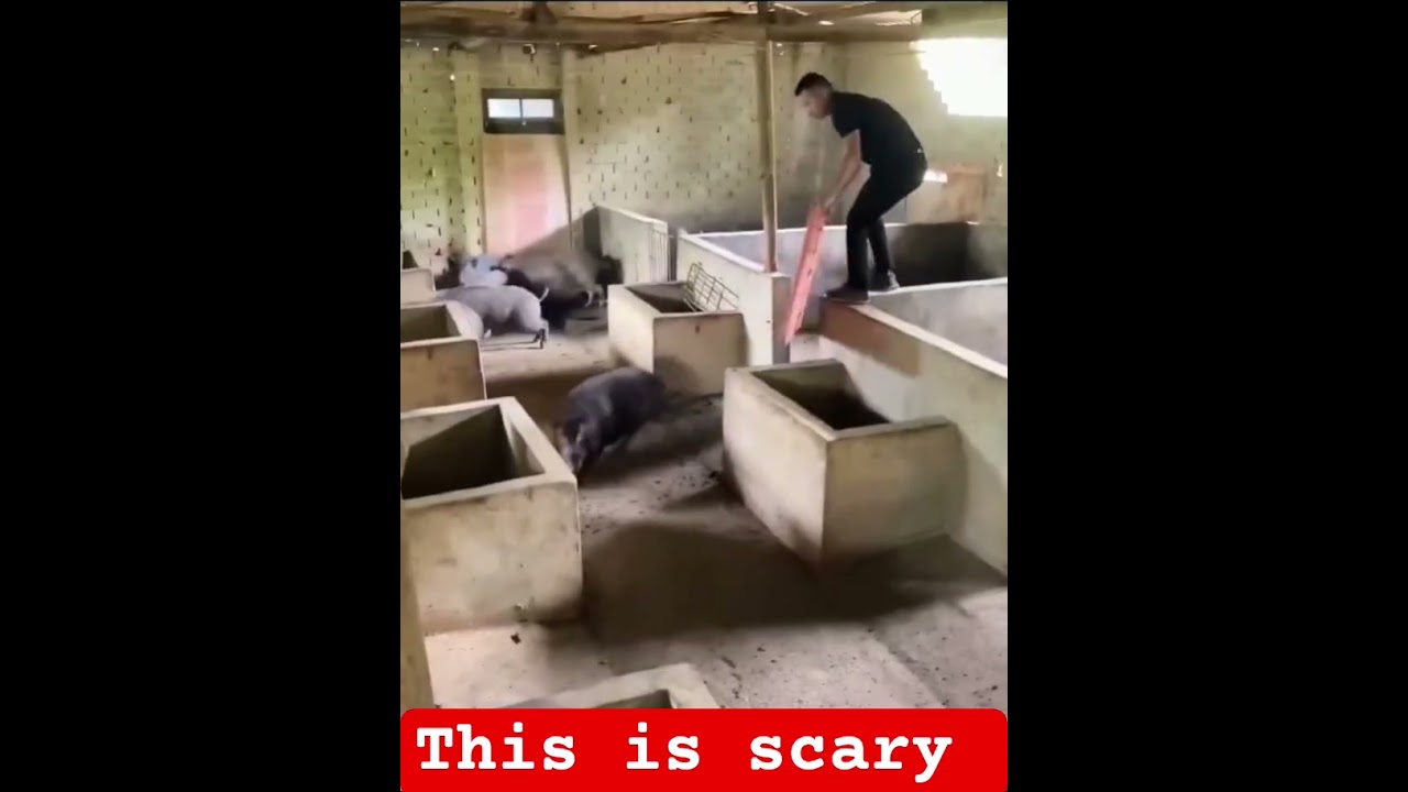 When the Pig Turns Into a Monster