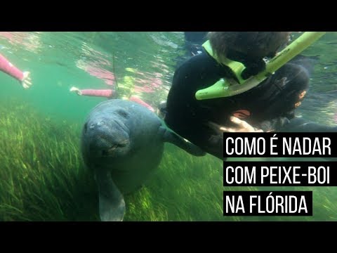 Vídeo: Como Nadar Com Os Peixes-boi E Em Torno De Crystal River, FL