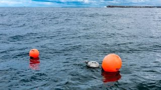 SMART drumlines screenshot 3