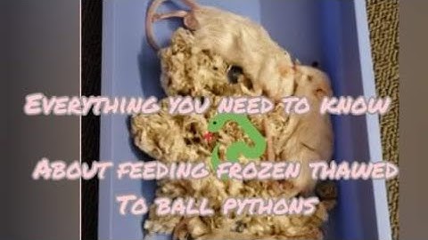 How to feed ball pythons/how to switch to frozen thawed rodents