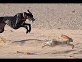 سبحان الله شاهد سرعة كلب السلوقي ثاني أسرع حيوان في العالم في صيد الارنب