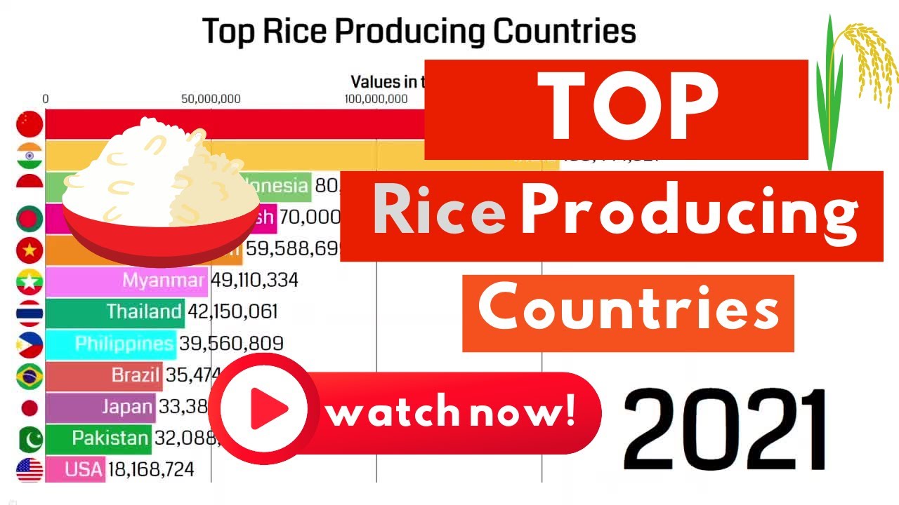 3 страны рис. Top Sun рис. Global Rice Production of Countries. Global Rice Production of Countries 2022.