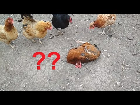 Videó: Hogyan Lehet Megszabadulni A Csirkék Tetűitől