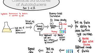 CHM4930 Quorum Sensing Molecules Autoinducers Isolation Identification
