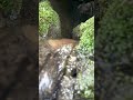 Mossy Stream Over Stone| Real Nature,No Talking9 #realnature #forestsound #healingnature #deepforest