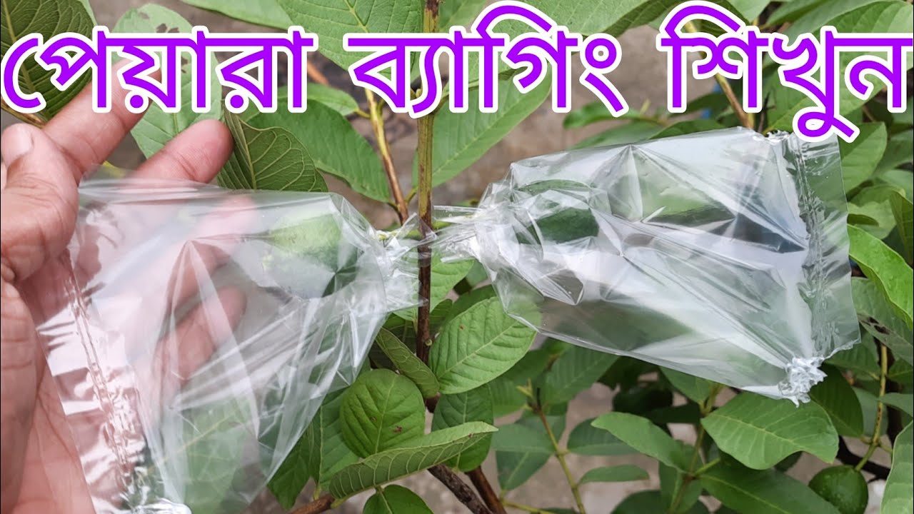 Bir qiz va bir nechta qora yigitlar jinsiy aloqa