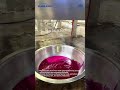 Dragon fruit entering the pulping stage.
