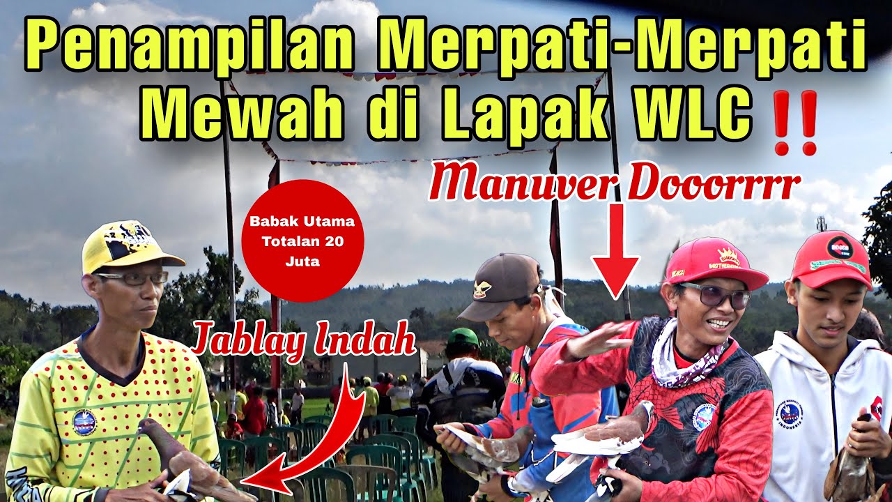 BANYAK MERPATI MEWAH DARI JABLAY INDAH SAMPAI MANUVER DOR DI TOTALAN 20 JUTA LAPAK WLC, LAK KE 4