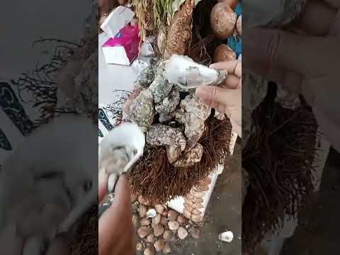 المحار