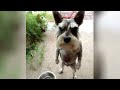 Funniest DOG SOUNDS you've ever heard - Try NOT to LAUGH if you can!
