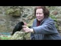 Lee Durrell meets Oggy the Cornish Chough