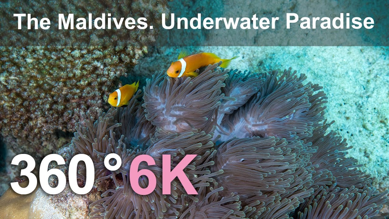 ⁣The Maldives. Underwater Paradise. Relaxing 360 video in 8K.