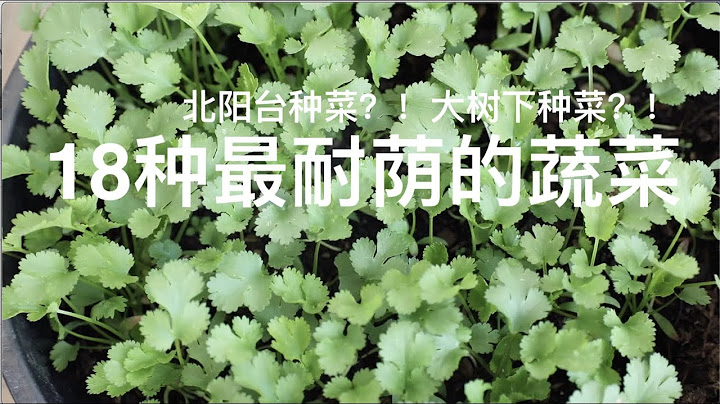 18種最耐蔭的蔬菜，你可以種在北陽台和大樹下。 - 天天要聞