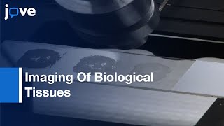 Imaging-Biological Tissues Desorption Electrospray Ionization M Spectrometry L Protocol Preview