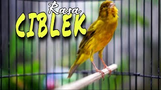 KENARI GACOR ISIAN CIBLEK PALING DI SUKAI JURI