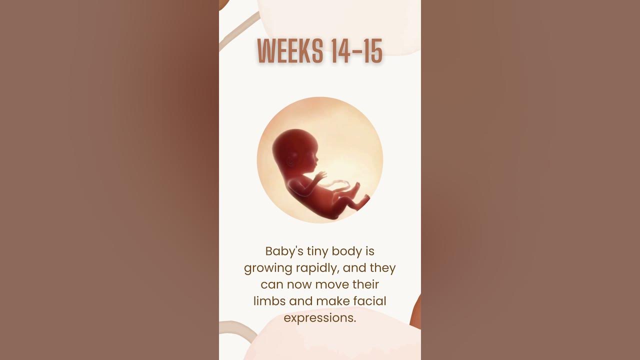 how-your-baby-develops-in-the-second-trimester-of-pregnancy-youtube