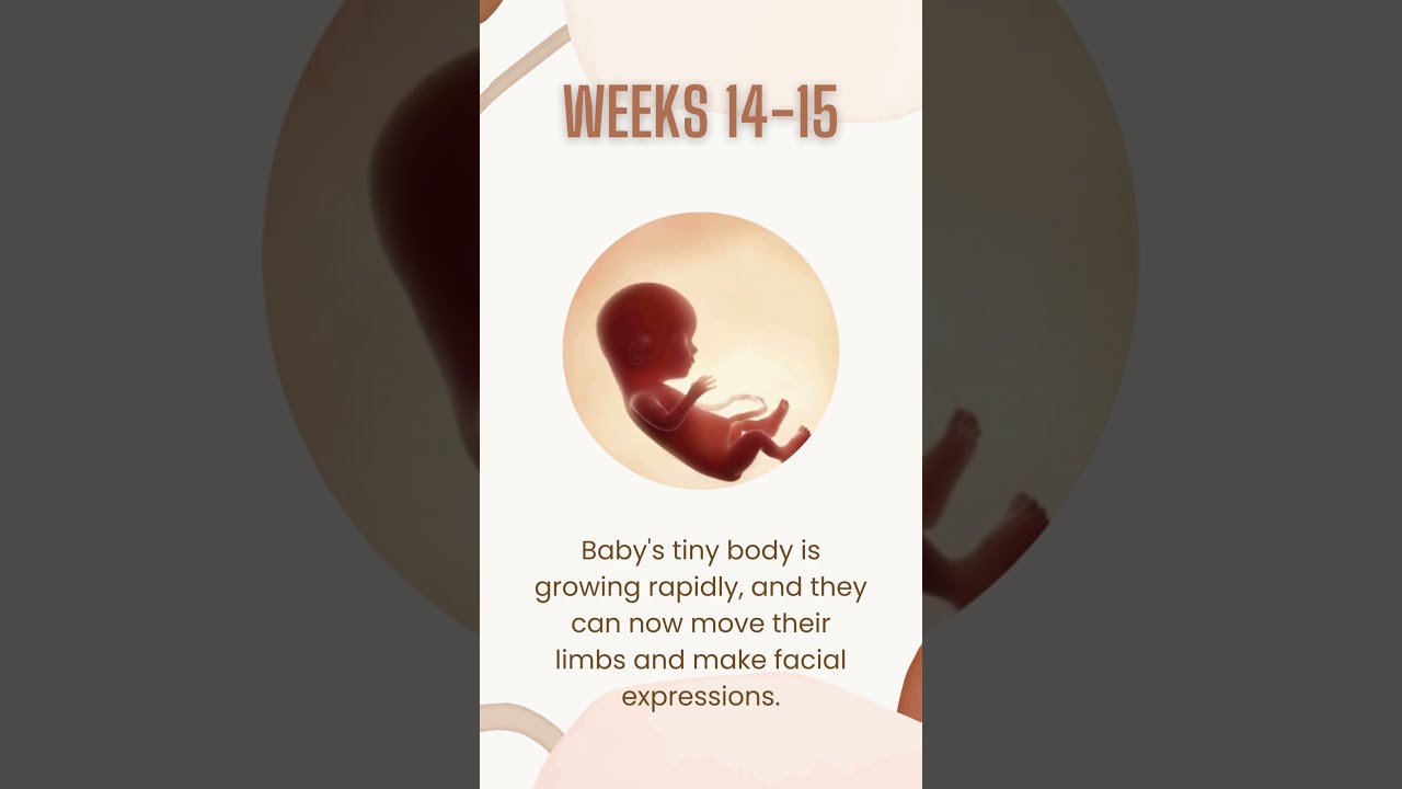How Your Baby Develops In The Second Trimester Of Pregnancy YouTube How Your Baby Develops In The Second Trimester Of Pregnancy YouTube