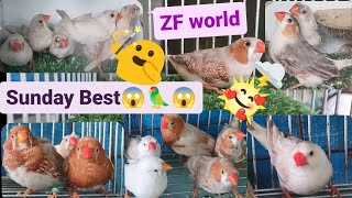 Vlog374 Full Orange  Zebra Finch Penguin Zebra FinchCrested Zebra Finch