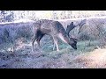 FALLOW DEER