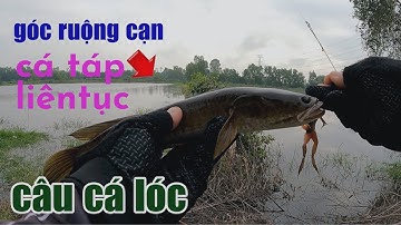 Câu Lure Cá Lóc ● Câu Cá Lóc Mùa Nước Lũ Góc Ruộng Cạn Nhiều Cỏ Và Cái Kết | Tâm Râu Vlog #182