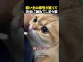 飼い主の帰宅が遅くて完全に拗ねてしまう猫
