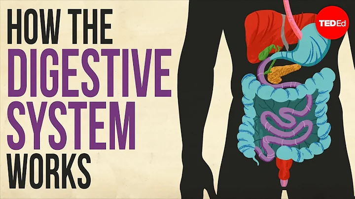 How your digestive system works - Emma Bryce - DayDayNews