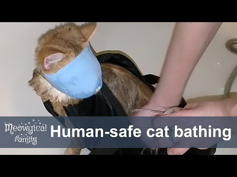 Wideo: 5 sposobów na stresowanie kota