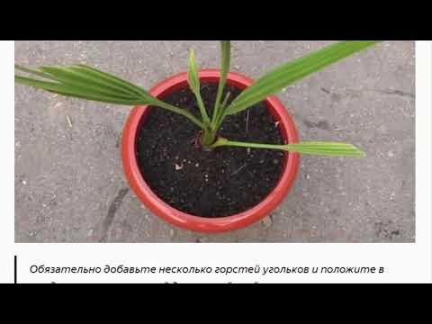 Фото финика выращенного в домашних условиях Маленькие секреты выращивания из косточки финиковой пальмы - YouTube