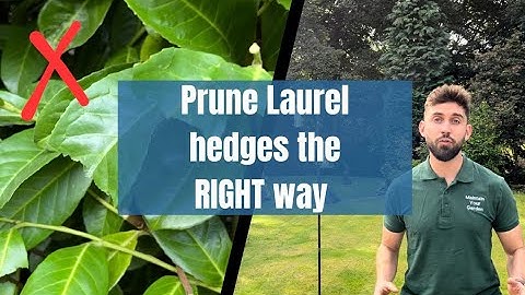 How NOT to prune a Laurel hedge! - Learn to prune Laurel hedges the right way.