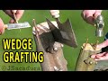 WHEN to use WEDGE GRAFTING TECHNIQUE on FRUIT TREES