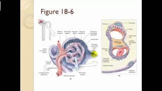 Chapter 18 The Urinary System Part 1