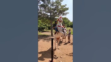 जलवा है हमारा यहां 😎 #subhashcharan #horseriding #status