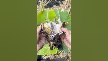 Cá Lóc Nướng Rơm / Đặc Sản Miền Tây #shorts #viralvideo #mientay