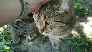 Street cats love to be caressed, and are not afraid of huge dogs. by StreetWorld Cats 232 views 3 years ago 5 minutes, 22 seconds