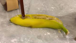 Platform high heels crush banana