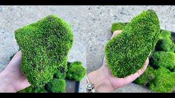 Hướng dẫn tự ươm rêu minifiss lên đá trang trí bể thủy sinh siêu đẹp
