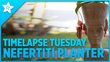 Timelapse Tuesday - Nefertiti Planter