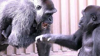 キンタロウを完全ガードするママ💗ゲンタロウに要注意【京都市動物園】