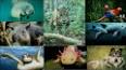 La Importancia de la Biodiversidad para el Bienestar Humano ile ilgili video