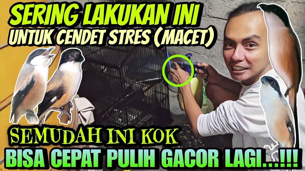 CUKUP LAKUKAN INI SAJA ⁉️ CENDET MACET DAN STRES CEPAT PULIH JADI GACOR DAN BONGKAR ISIAN