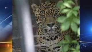 Feds face legal action over jaguar protections