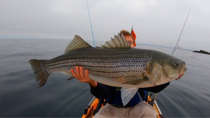 Tube and Worm Striper Trolling  In-Line Trolling Weights 