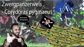 ZWERGPANZERWELS / Corydoras pygmaeus / TAX