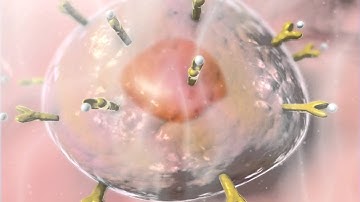 Hormones: Learn@Visible Body