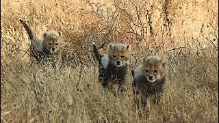 We reveal the TOP 3 baby cheetah videos chosen by viewers [African Safari Plus⁺] 180