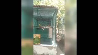 Minha Amiga Me Mandou Zoológico De Canindé