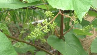 Что делать на винограднике до и во время цветения