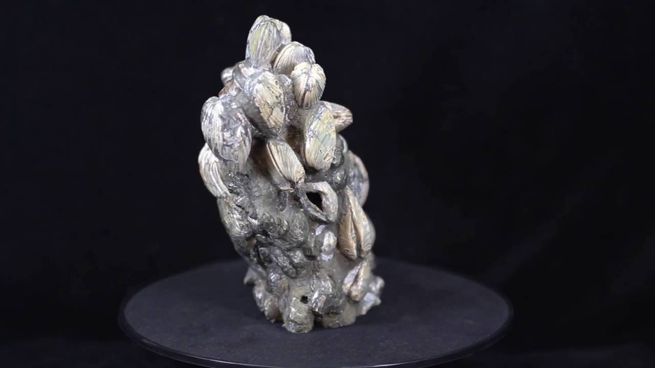 Cretaceous Fossil Clam Cluster From Russia Youtube